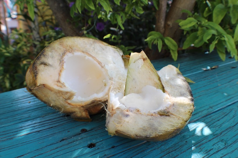Chilled Coconut in Nassau, Bahamas